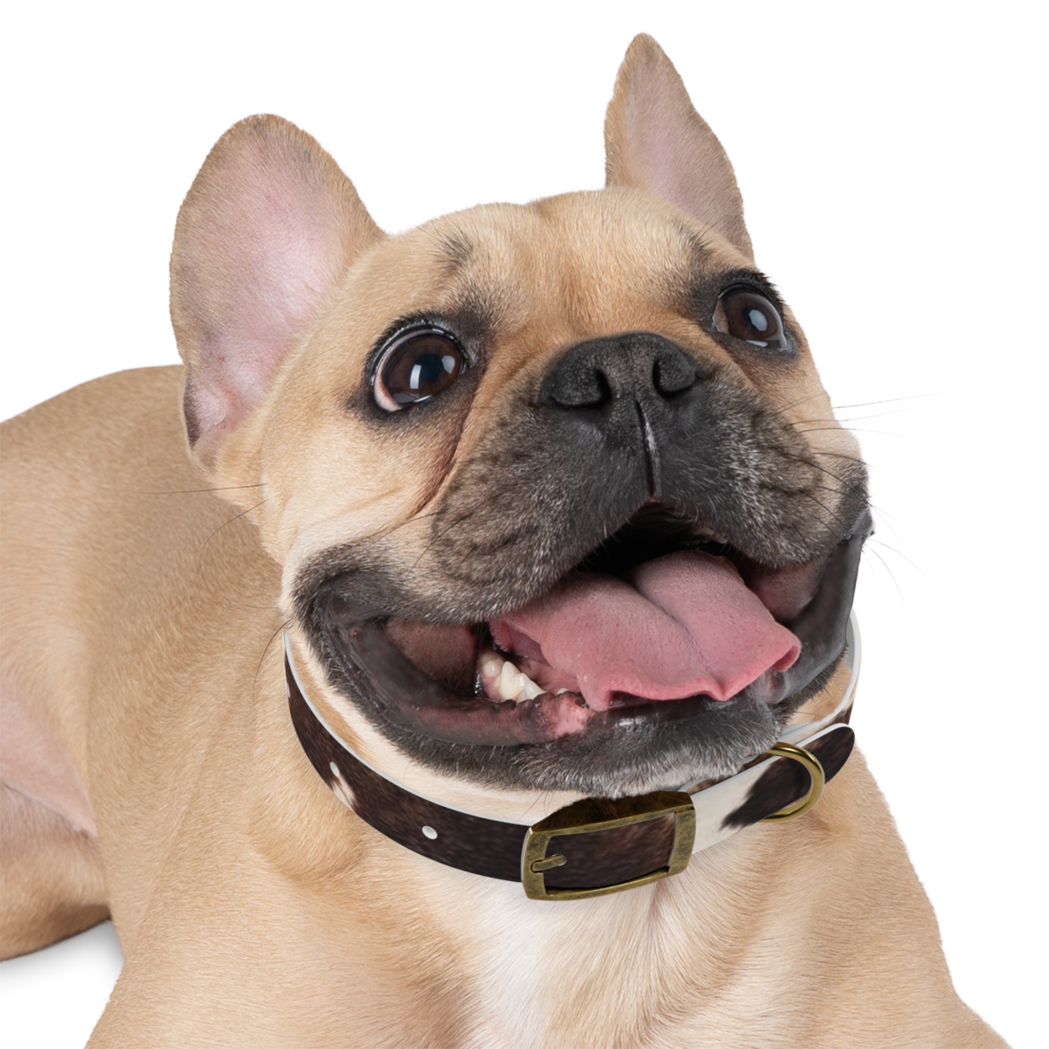 Cow Print Dog Collar — Brown & White Spot Pattern Pet Collar