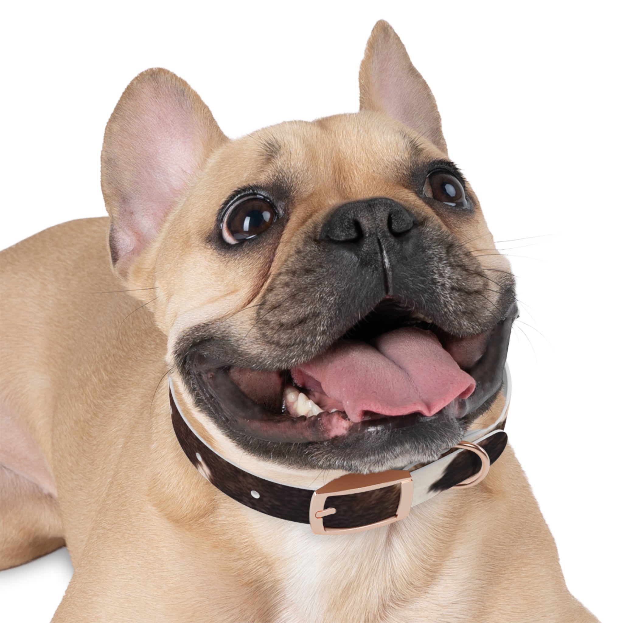 Cow Print Dog Collar — Brown & White Spot Pattern Pet Collar